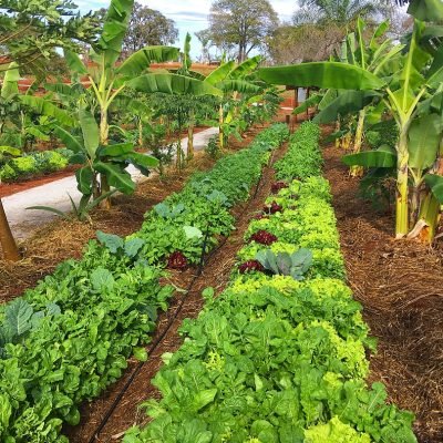 Cópia de Serviço -Agrofloresta Produtiva