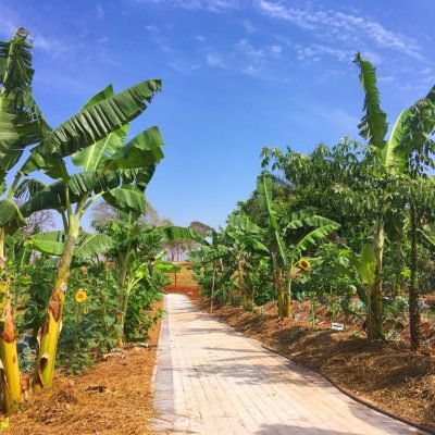 Cópia de Serviço - Paisagismo Agroflorestal